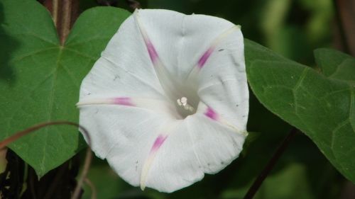 White And Purple Flower.