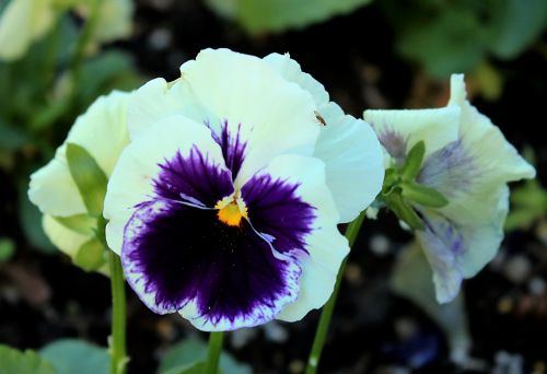 White And Purple Pansy Close-up