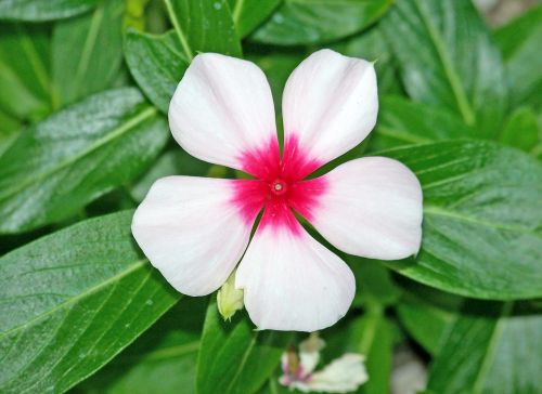 White And Red Flower