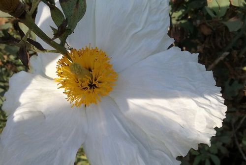 White And Yellow Flower