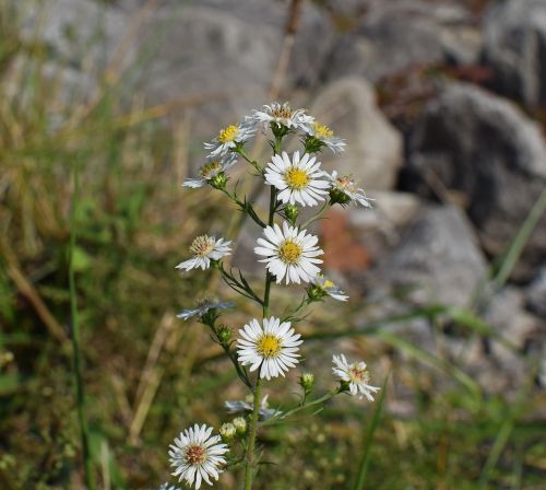 white aster wildflower flower