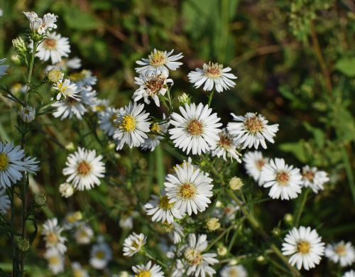 white aster wildflower flower