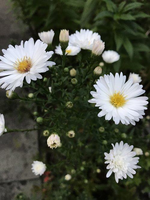 white aster  autumn flower  white