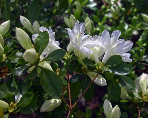 white azalea  blossoms  azalea