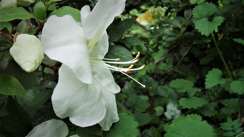 white azaleas  flowers  danahham