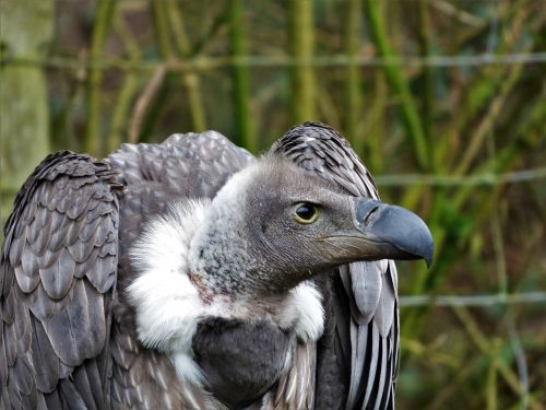 white back vulture head eye