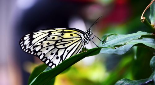 white baumnymphe idea leukonoe butterfly