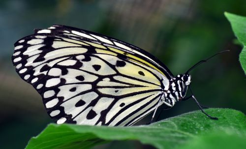 white baumnymphe idea leukonoe butterfly