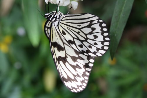 white baumnymphe  butterfly  insect