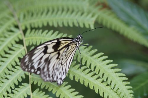 white baumnymphe butterflies butterfly