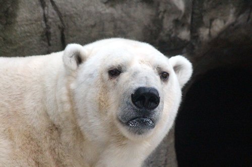 white bear  polar bear  ursus maritimus