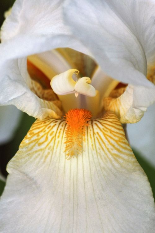 White Bearded Iris Macro