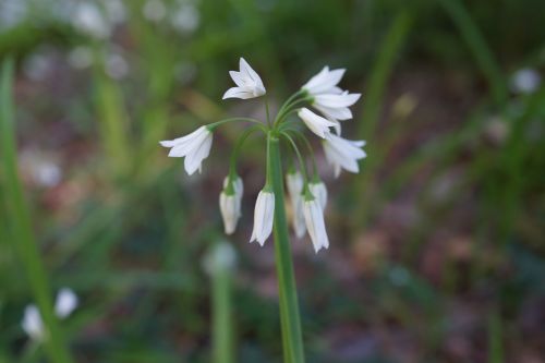 white bell flowers native south australia