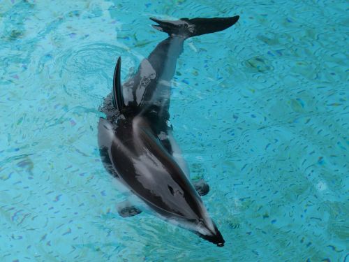 white bellied dolphin animal