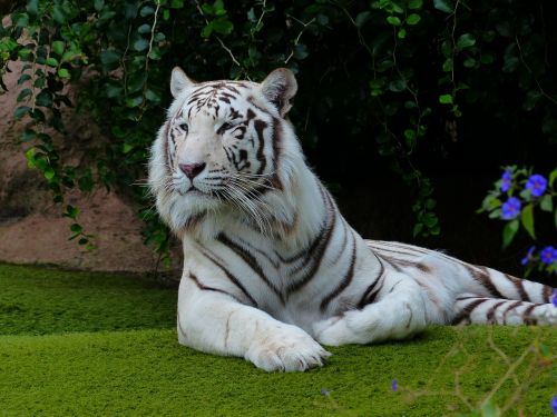 white bengal tiger tiger rest