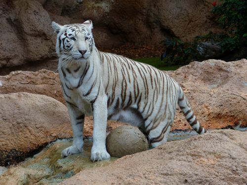 white bengal tiger tiger predator