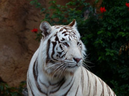 white bengal tiger tiger cat