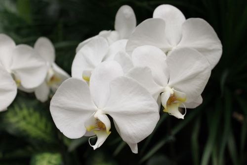 White Big Orchid Flower, Singapore