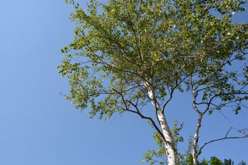 white birch wood blue sky