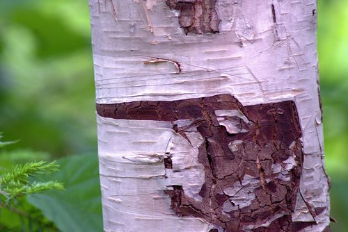 white birch bark  aspen  birch