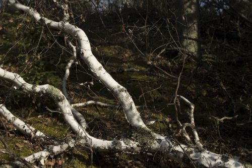 White Birch Bark Tree