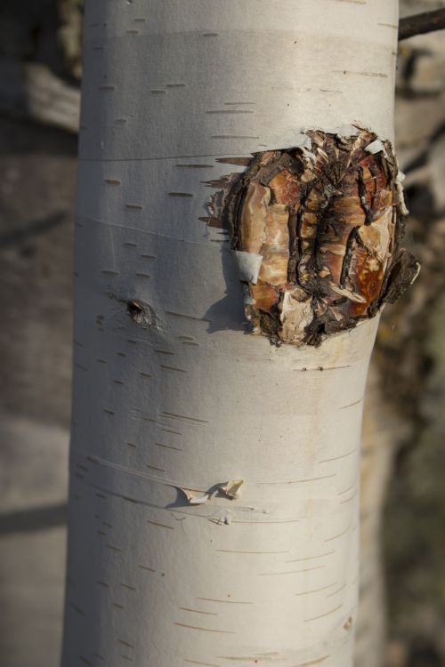 White Birch Bark Tree