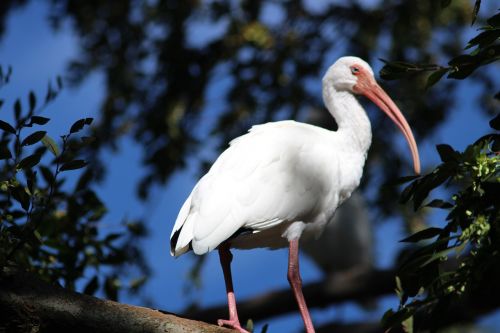 white bird bird on a tree nature