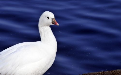 White Bird By The Lake