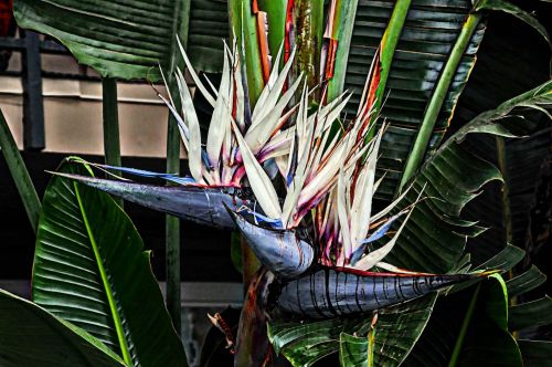 White Bird Of Paradise Flowers