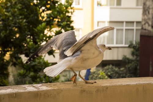 white bird seagull alive animal