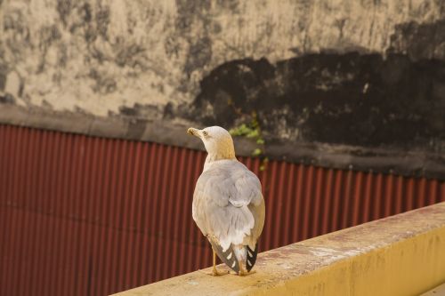 white bird seagull alive animal