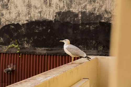 white bird seagull alive animal