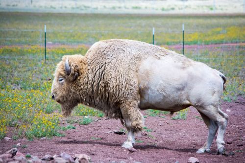 White Bison