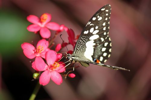 White Black Dotted Butterfly On Red