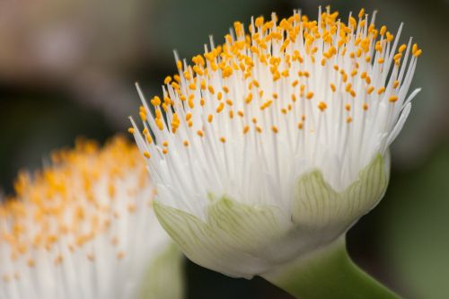 white blood flower flowers white