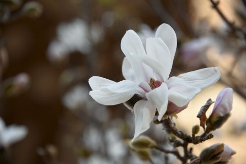 White Blossom