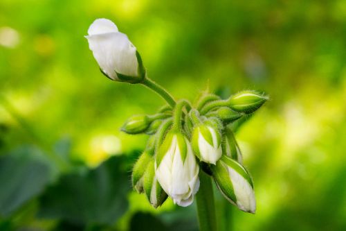 white blossom green close