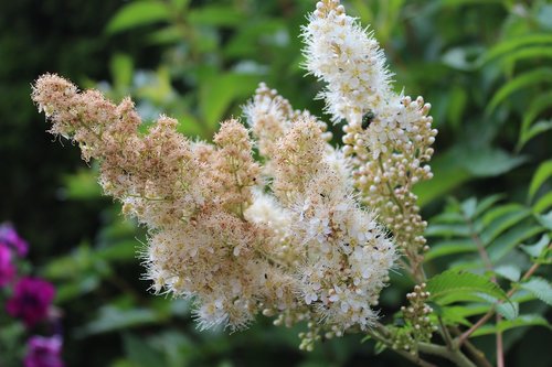 white blossom  flower  bush