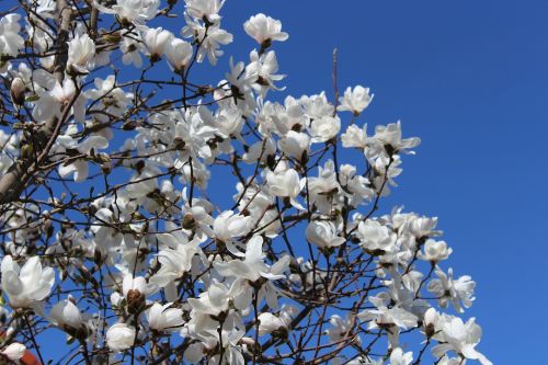 white blue sky flowers