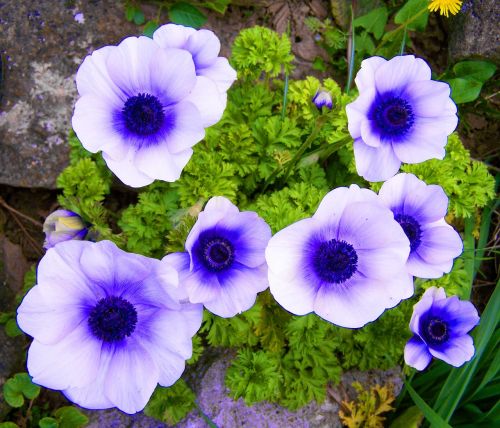 white-blue anemone wind flower spring flower