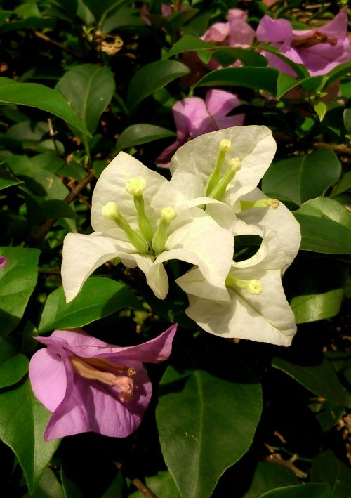 White Bougainvillea