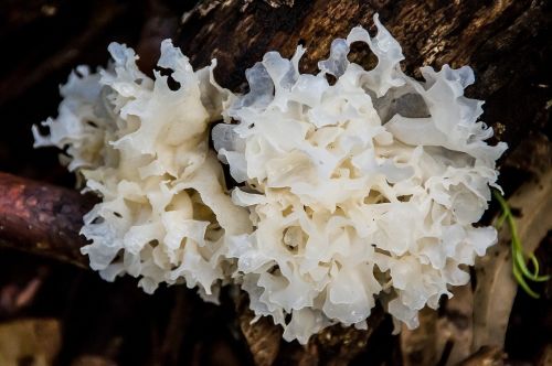 white brain jelly fungus tremella ficiformis jelly
