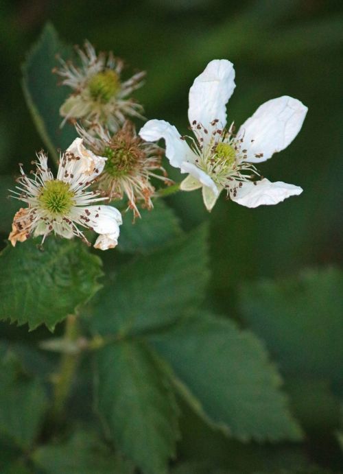 White Bramble Bush Blossom