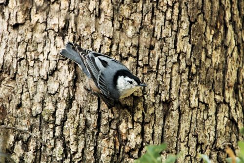 White Breasted Nuthatch On Tree