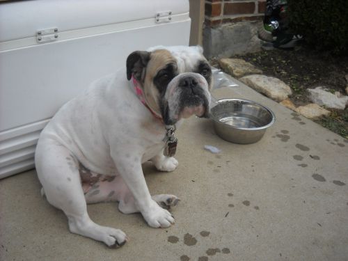 White Bulldog