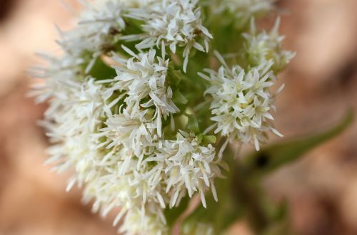 white butterbur blossom bloom