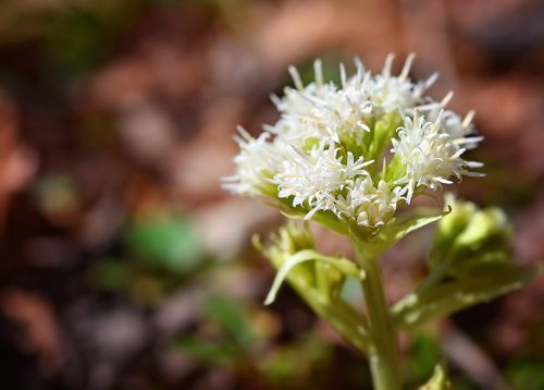 white butterbur plant medicinal plant
