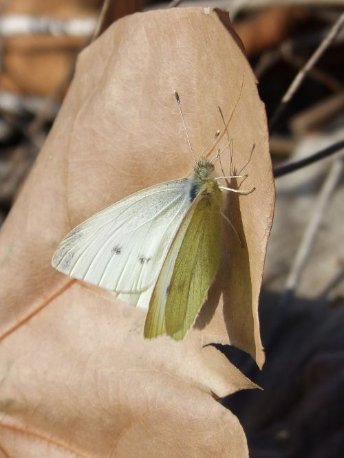 white butterfly butterfly leaf