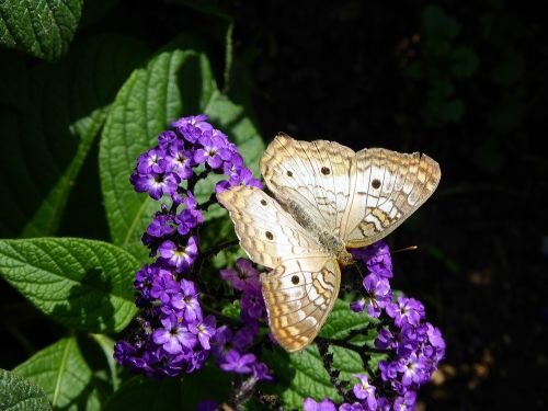 White Butterfly On Purple Flowers