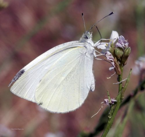 White Butterfly